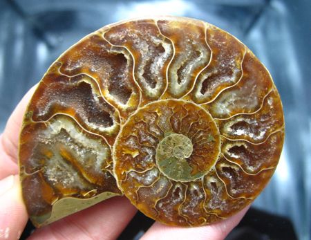 Pair*beautiful*Ammonites Fossil Mineral Stone Rock  