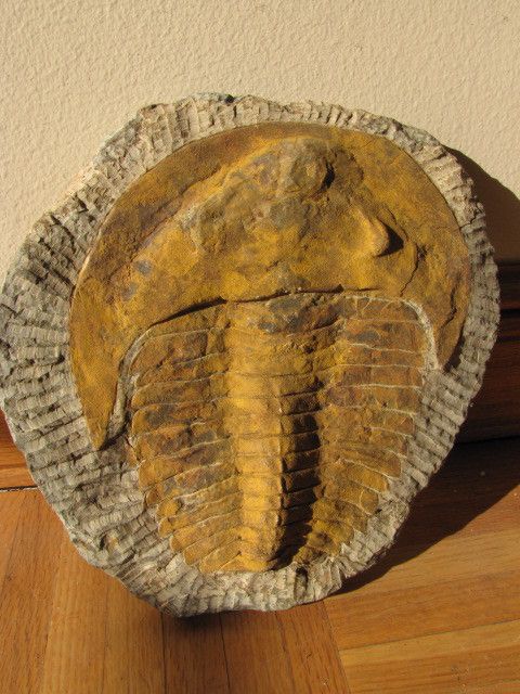   (Cambropallas) Trilobite Sahara Desert Morocco 550 Million Years Old