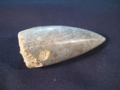 Horn Coral Fossil Rugosa Permian Dinosaur era Thailand A  