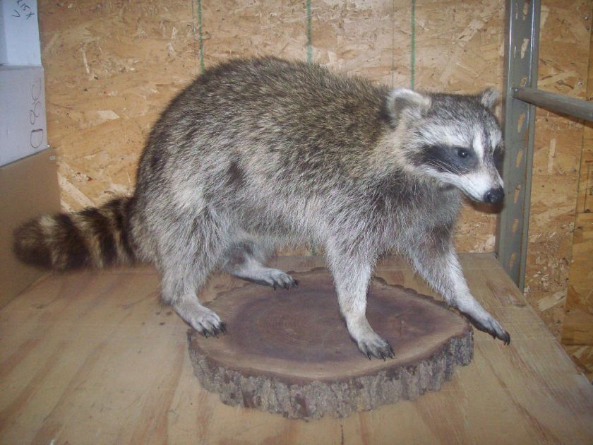 Raccoon Taxidermy Mount Coon Wildlife Art  