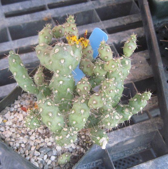 Grusonia villis Rare South American Cactus 5  