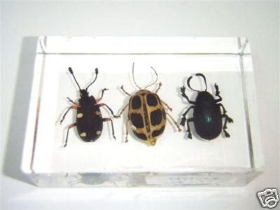 Insect Collection Set   3 Leaf Beetle Specimen (Lucite)  