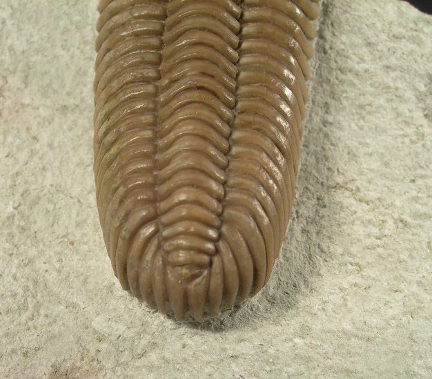   rare ordovician trilobites of the st petersburg region about 18 years
