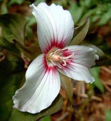 Painted TrilliumNative40 Seeds  