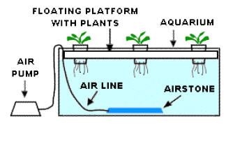 BUILD YOUR OWN HYDROPONIC GARDEN AND SAVE A TON OF MONEY 