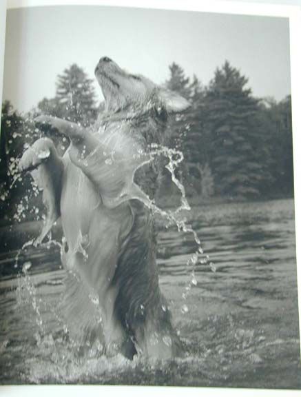 Bear Pond Bruce Weber Reynolds Price 2nd ed. Exc Condition  