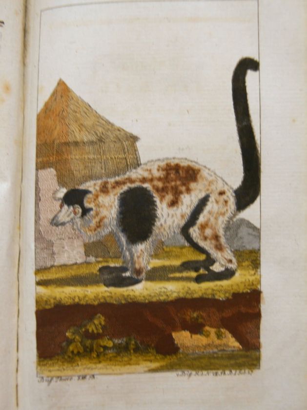 BUFFON HISTOIRE NATURELLE HAMSTER FLEDERMAUS1788 #C137S  