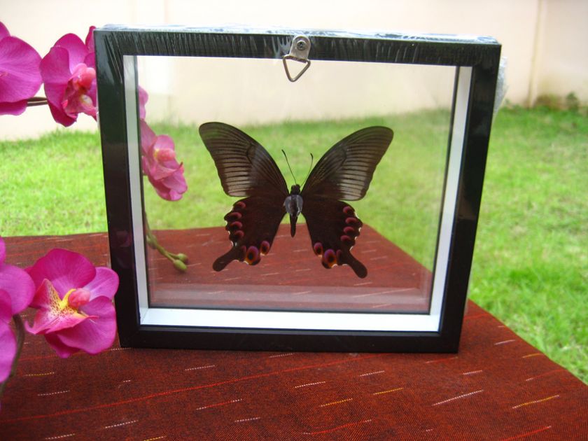 YOU ARE BIDDING ON BEAUTIFUL BUTTERFLY IN WOODEN DOUBLE GLASS FRAME