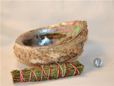 Abalone Shell SMUDGING or ALTER Burning Bowl 5 6 Inch  