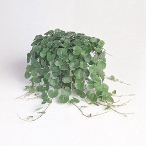 Dichondra Emerald Falls Seeds  