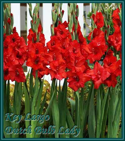 Below all my Gladioli Species, Enjoy and do not forget to read the 