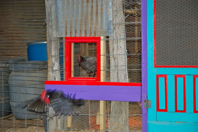 The Original Automatic Chicken Coop Door  