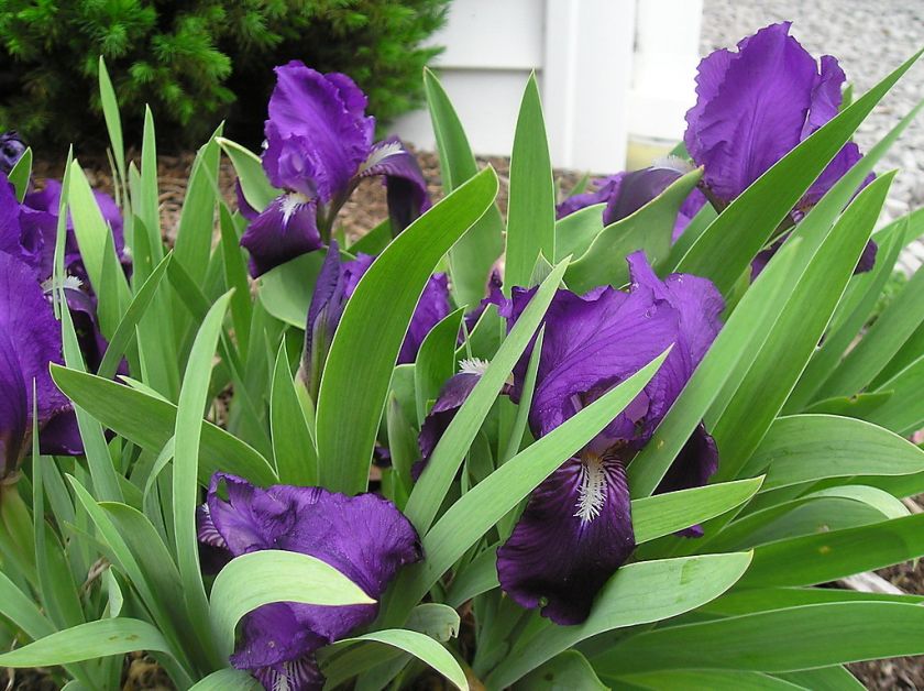 RHIZOMES OF THIS CUTE DWARF IRIS  