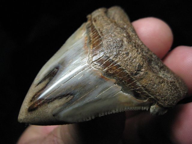 ANGUSTIDENS SHARK Tooth Megalodon Teeth SCUBA SC  