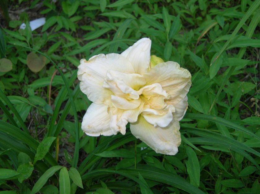 CC Daylily, SCHNICKEL FRITZ (Kirchhoff D. ‘96) RE FR  