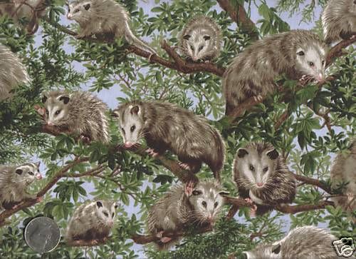 OPOSSUM FABRIC BY FABRIQUILT 1/2 YD NEW CUTE  