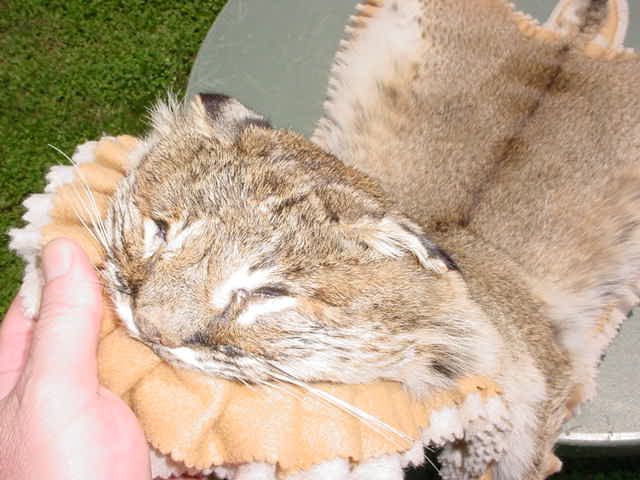 Nebraska Bobcat rug/pelt/skins for Hunter/log Cabin  