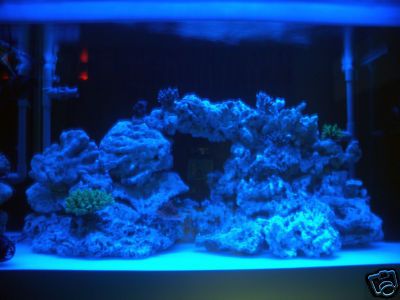   Moonlight Shimmer 30 LED Fish Aquarium Reef Fresh Power Supply  